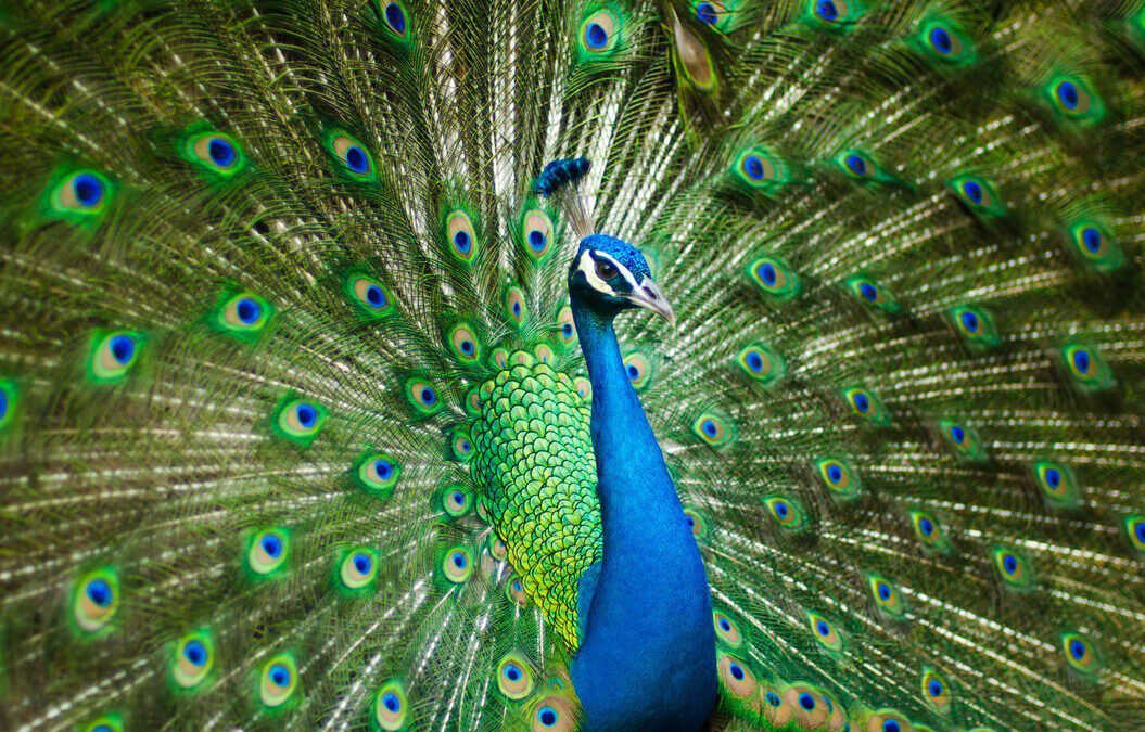 The Responsible Use of Feathers