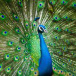 The Responsible Use of Feathers