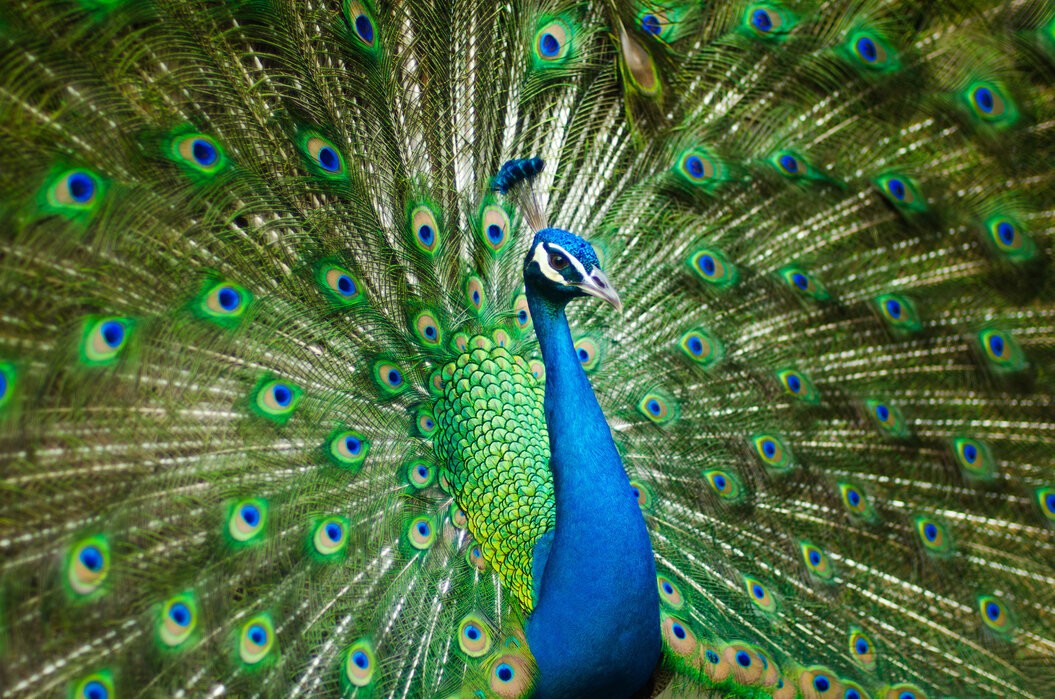 The Responsible Use of Feathers