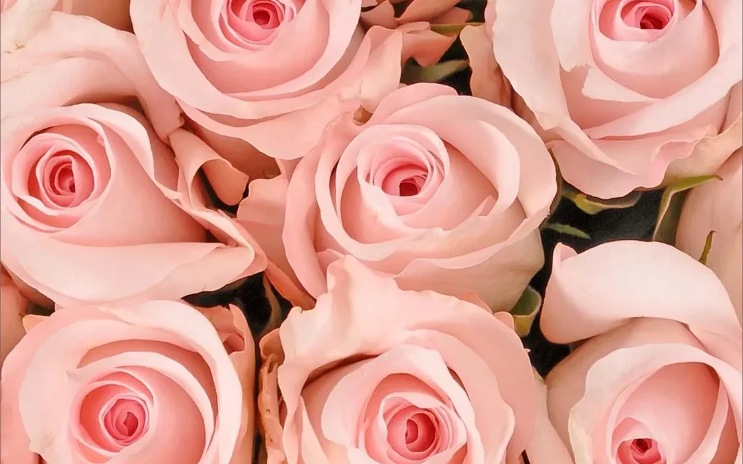 Colors: Pink Influences
