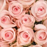 Colors: Pink Influences