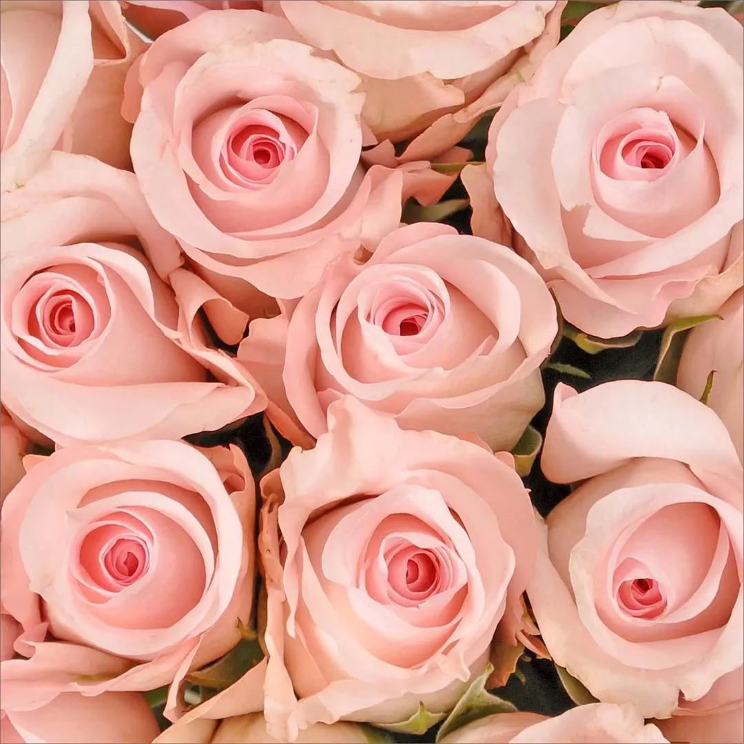 Colors: Pink Influences