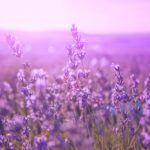 Colors: Purple & Lavender & Lilac & Mauve and more