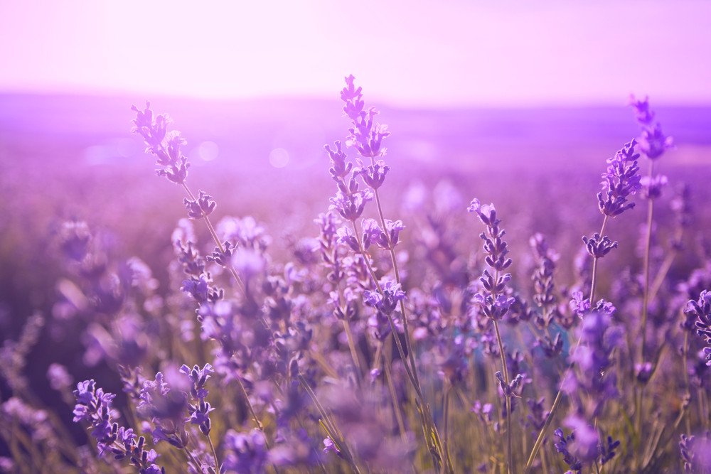 Colors: Purple & Lavender & Lilac & Mauve and more