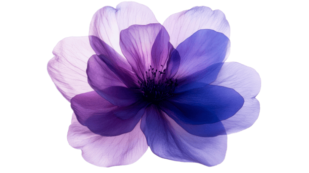 blooming-flower-with-pastel-petals-in-purple-shades-cut-out-transparent-png