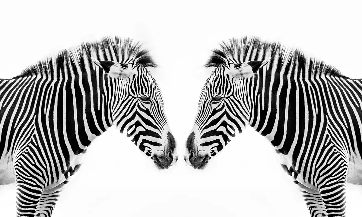 The Non-Colors: Black & White