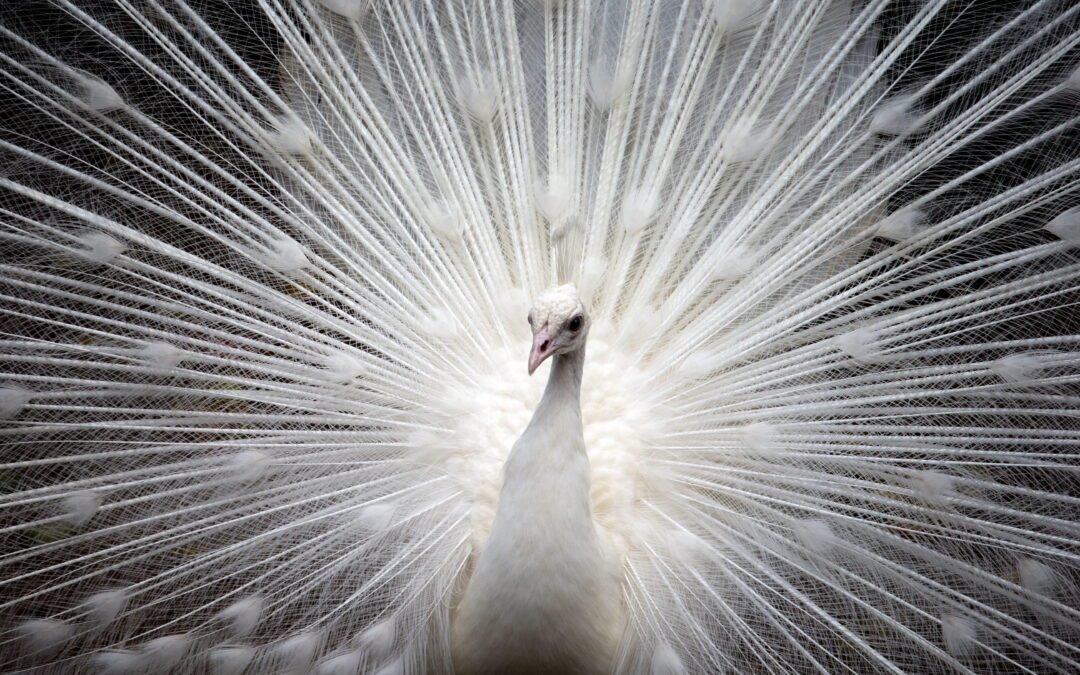 Peacock Feathers