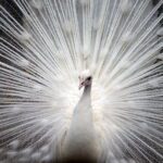 Peacock Feathers
