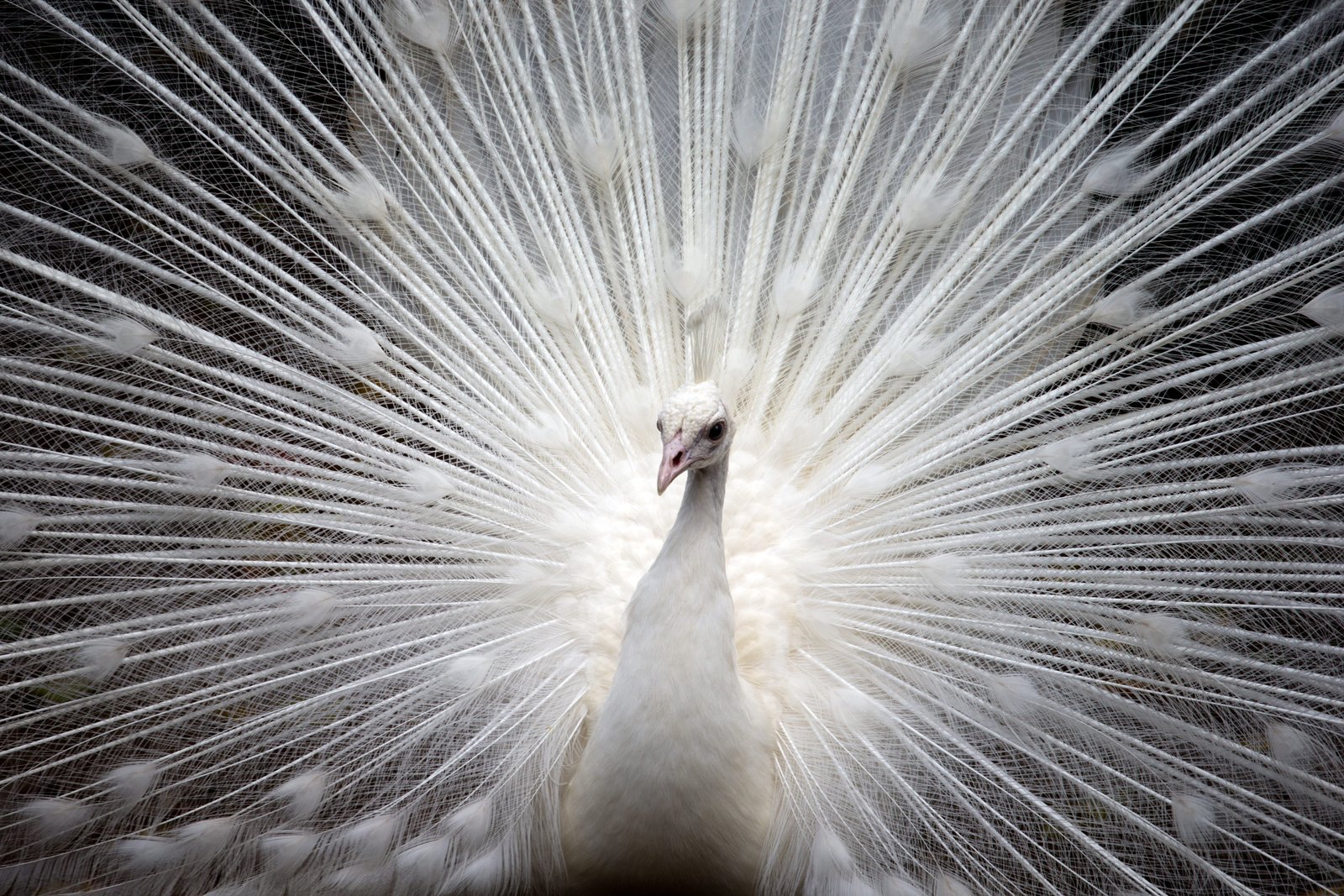 Peacock Feathers